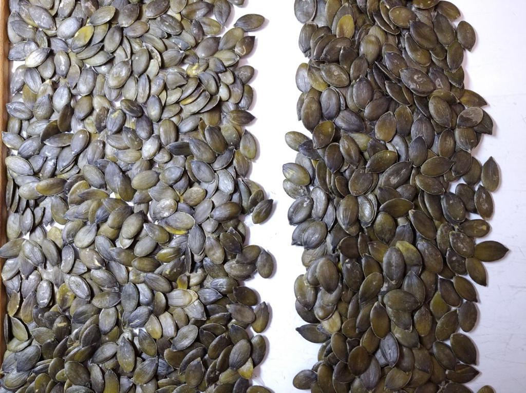 Organic Pumpkin Seed