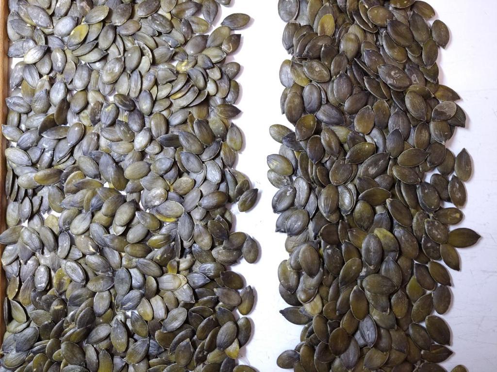 Healthy Tradition Organic Pumpkin Seed